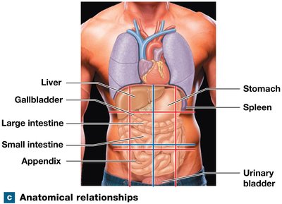 Anatomical relationships of quadrants and organs