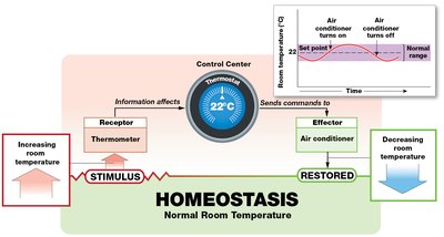 Homeostasis: control of room temperature