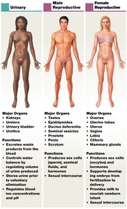 Urinary and reproductive systems