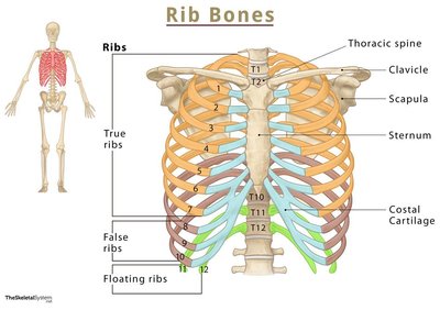 Anatomy & Physiology Bone Study Guide: Skeletal System Review | Notes
