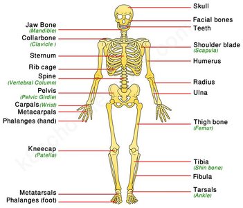 Anatomy & Physiology Bone Study Guide: Skeletal System Review | Notes