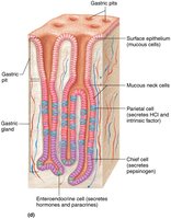 Histology of the stomach wall and gastric glands