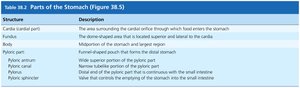 Table of parts of the stomach