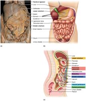 Peritoneal attachments of the abdominal organs