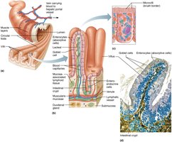 Structural modifications of the small intestine that increase its surface area