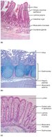 Histology of selected regions of the small and large intestines