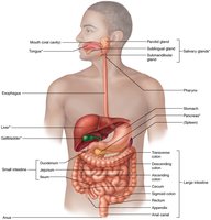Labeled diagram of the human digestive system: alimentary tube and accessory organs