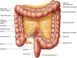 The large intestine