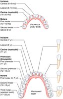 Human dentition