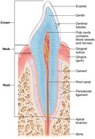 Longitudinal section of human canine tooth within its bony socket (alveolus)