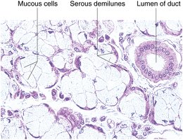 Histology of a mixed salivary gland