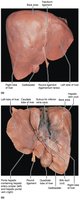 Gross anatomy of the human liver