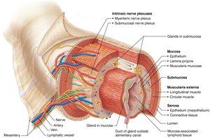 Basic structural pattern of the alimentary canal wall