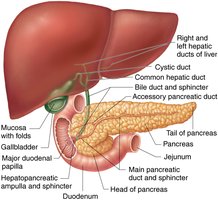 Ducts of accessory digestive organs