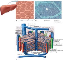 Microscopic anatomy of the liver