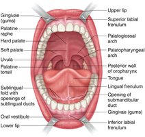 Anterior view of the oral cavity