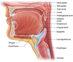 Sagittal view of the head showing oral cavity and pharynx