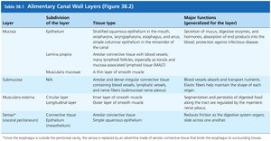 Table of alimentary canal wall layers