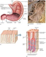 Anatomy of the stomach