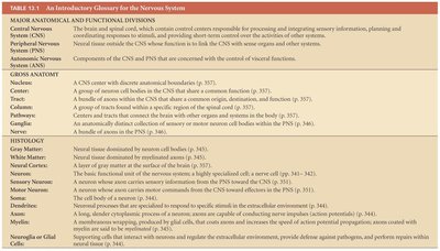 Introductory glossary for the nervous system