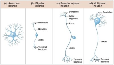 Structural classification of neurons: anaxonic, bipolar, pseudounipolar, multipolar