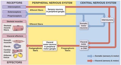 Steps of nerve regeneration after injury