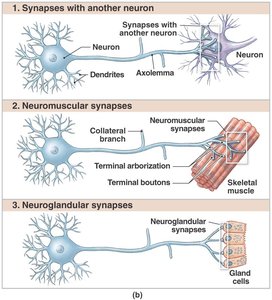 Structure of a vesicular synapse