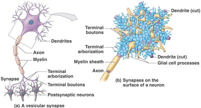 Organization of neural circuits: divergence, convergence, serial processing, parallel processing, reverberation