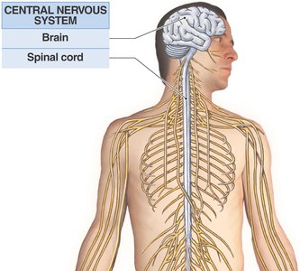 Diagram of the central nervous system showing the brain and spinal cord