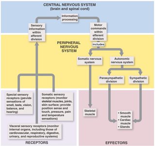 Functional overview of the nervous system, showing the flow of information between CNS and PNS