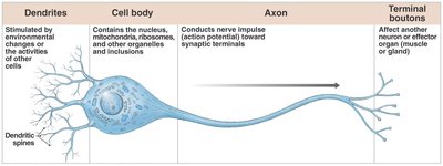 Diagram of a neuron showing dendrites, cell body, axon, and terminal boutons