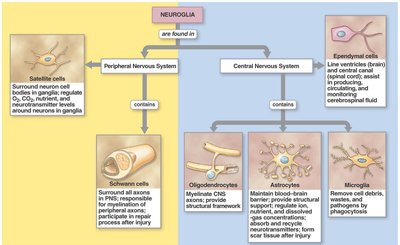 Classification of neuroglia in the CNS and PNS