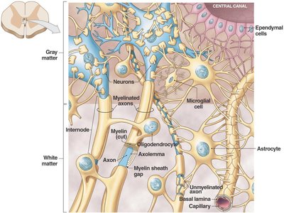 Histology of neural tissue in the CNS, showing neuroglia and neurons