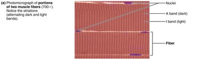 Striations in muscle fibers
