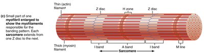 Microscopic anatomy of a skeletal muscle fiber