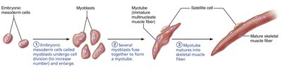 Myoblasts fuse to form a multinucleate skeletal muscle fiber