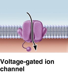 Voltage-gated ion channel