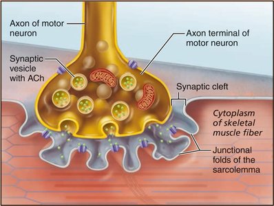 NMJ structure