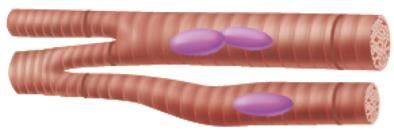 Cardiac muscle fiber