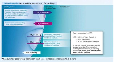 Hydrostatic and osmotic pressure interactions at venous end