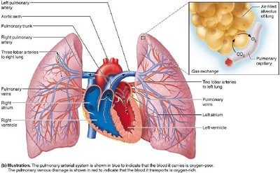 Pulmonary circulation illustration