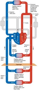 Schematic flowchart of systemic circulation