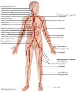 Major arteries of the systemic circulation