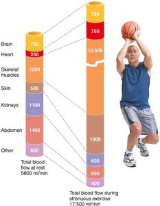 Distribution of blood flow at rest and during exercise
