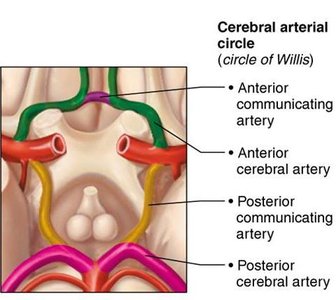 Arteries of the head, neck, and brain