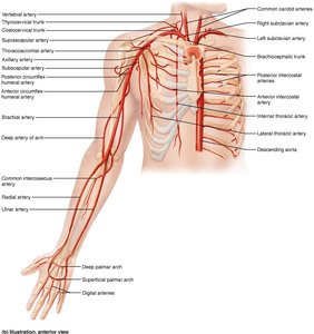 Arteries of the right upper limb and thorax