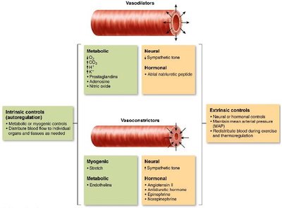 Intrinsic and extrinsic control of arteriolar smooth muscle