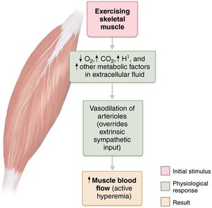 Active hyperemia in exercising skeletal muscle