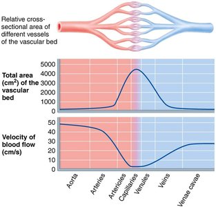 Blood flow velocity and cross-sectional area