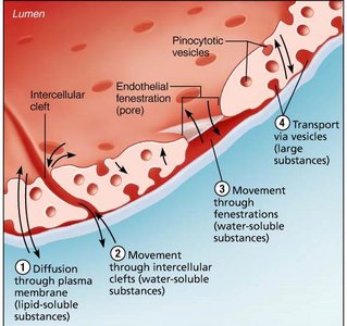 Capillary transport mechanisms